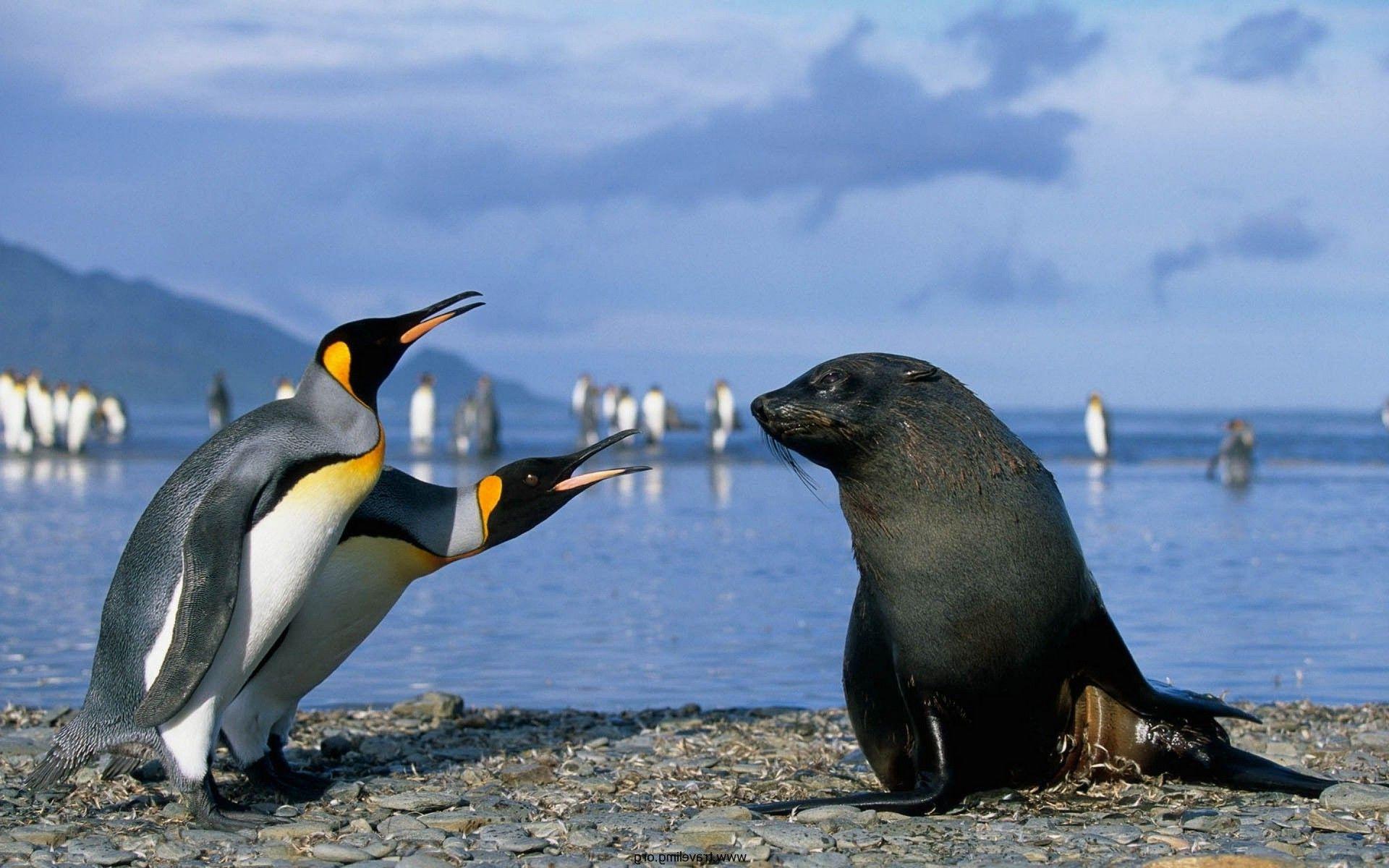 seals, Penguins, Animals, Birds, Sea Wallpaper HD / Desktop