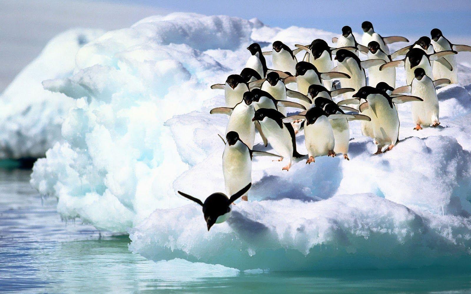 Free Penguin wallpaper x. HD Wallpaper. Penguins