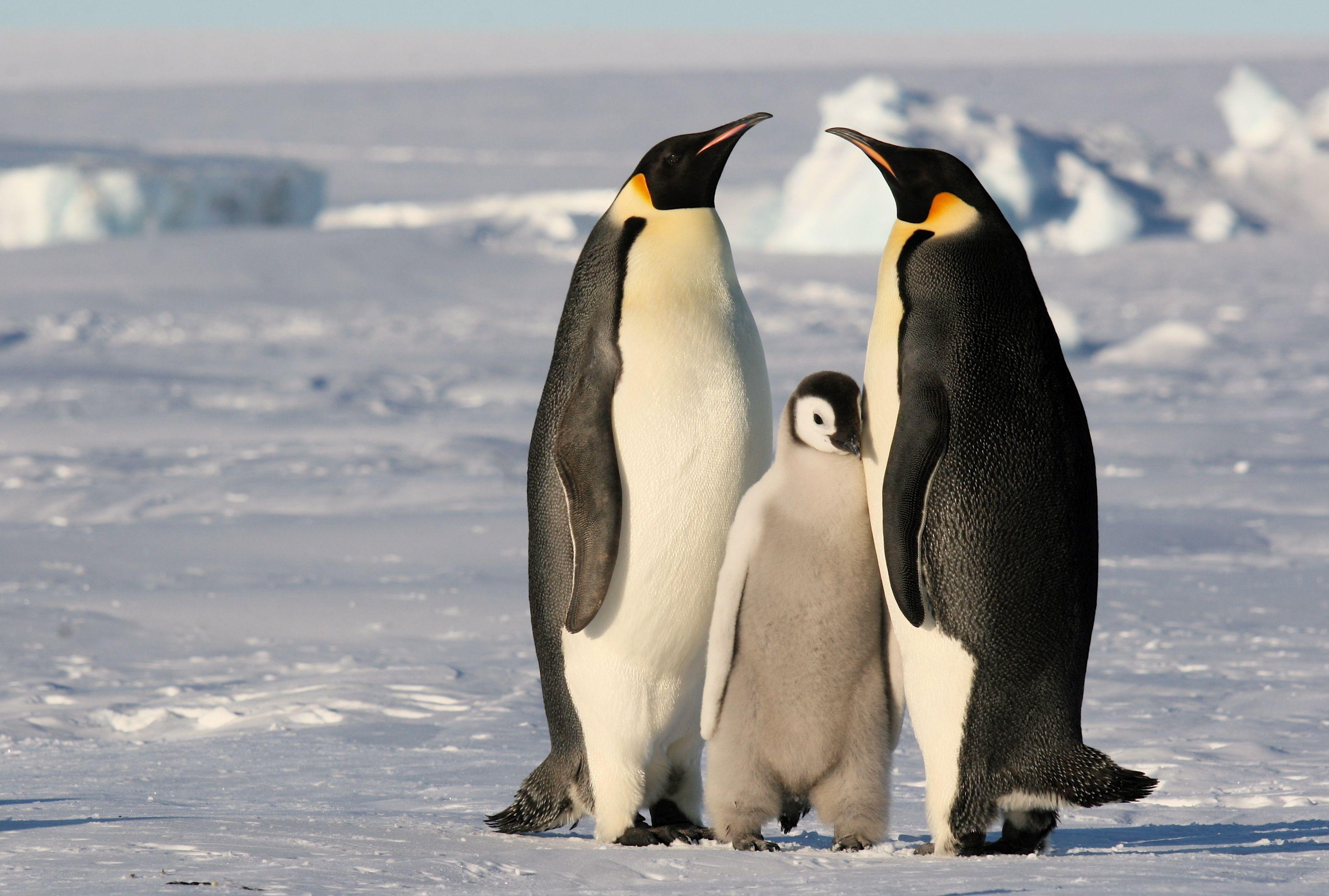 HD Penguins Wallpaper and Photo Animal WallpaperD Wallpaper