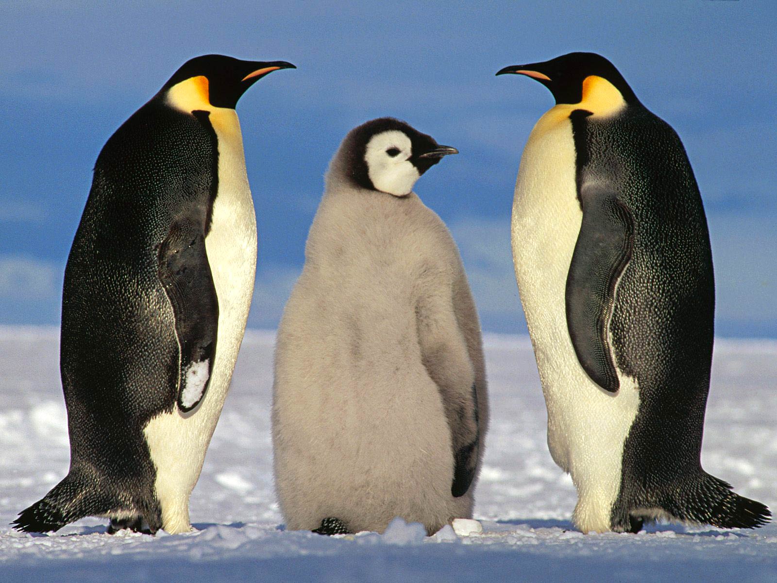 Emperor Penguin Wallpaper and background
