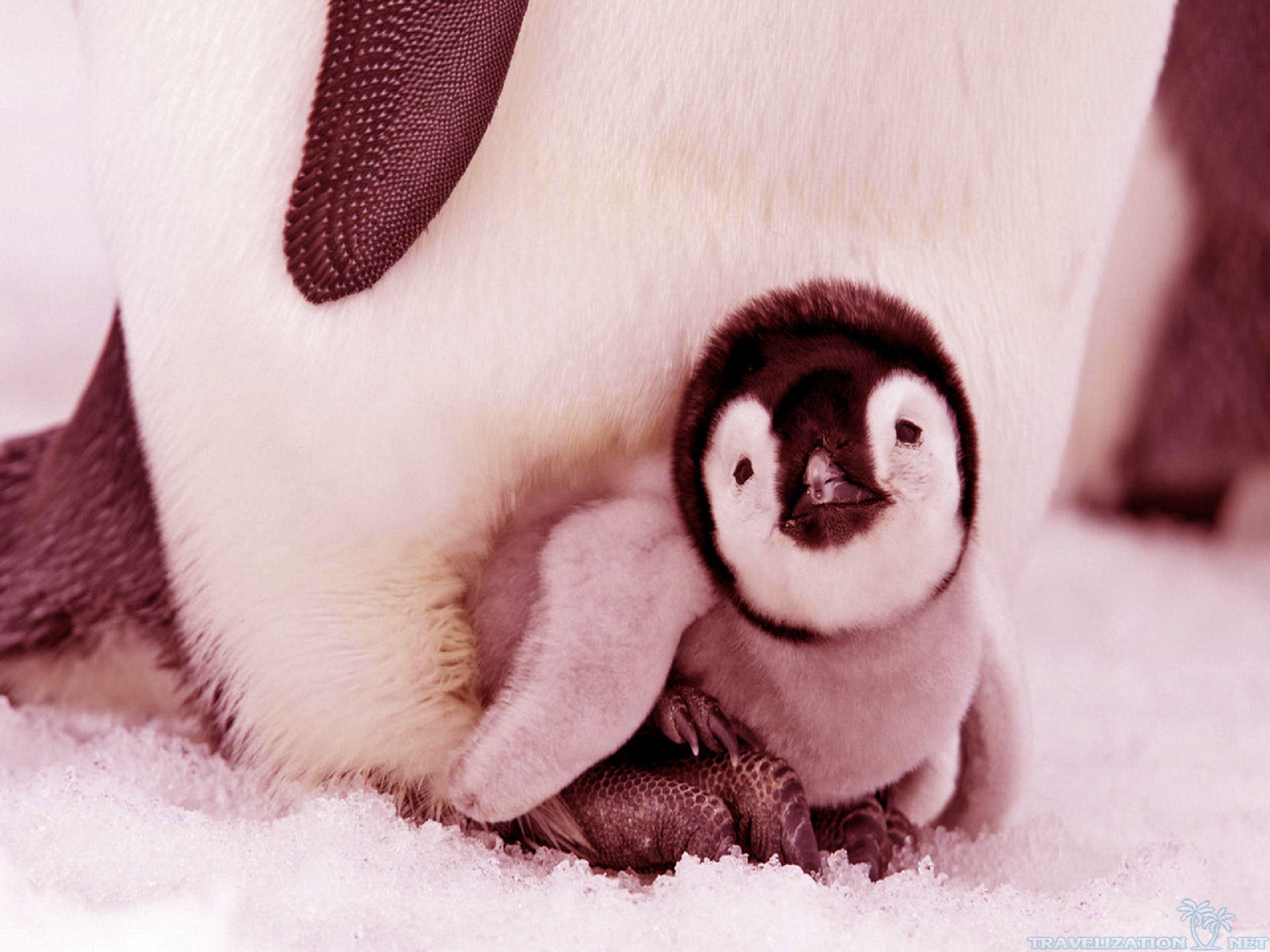 Polar World Of Penguin Wallpaper
