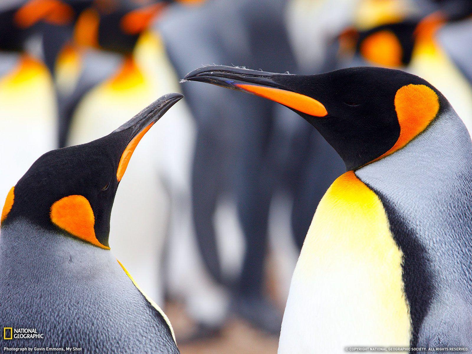 penquins. King Penguins Photo, Animals Wallpaper