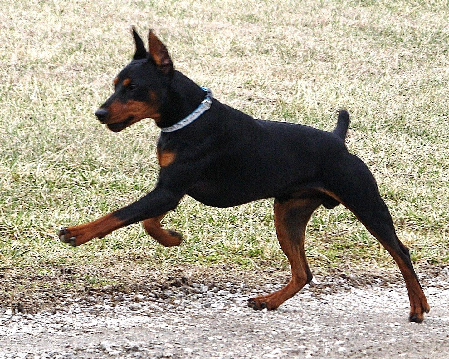 german pinscher of dog