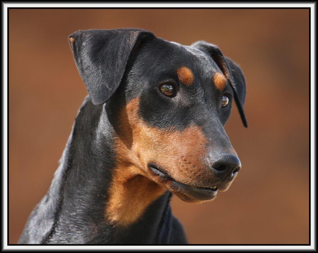 German Pinscher Wallpapers - Wallpaper Cave