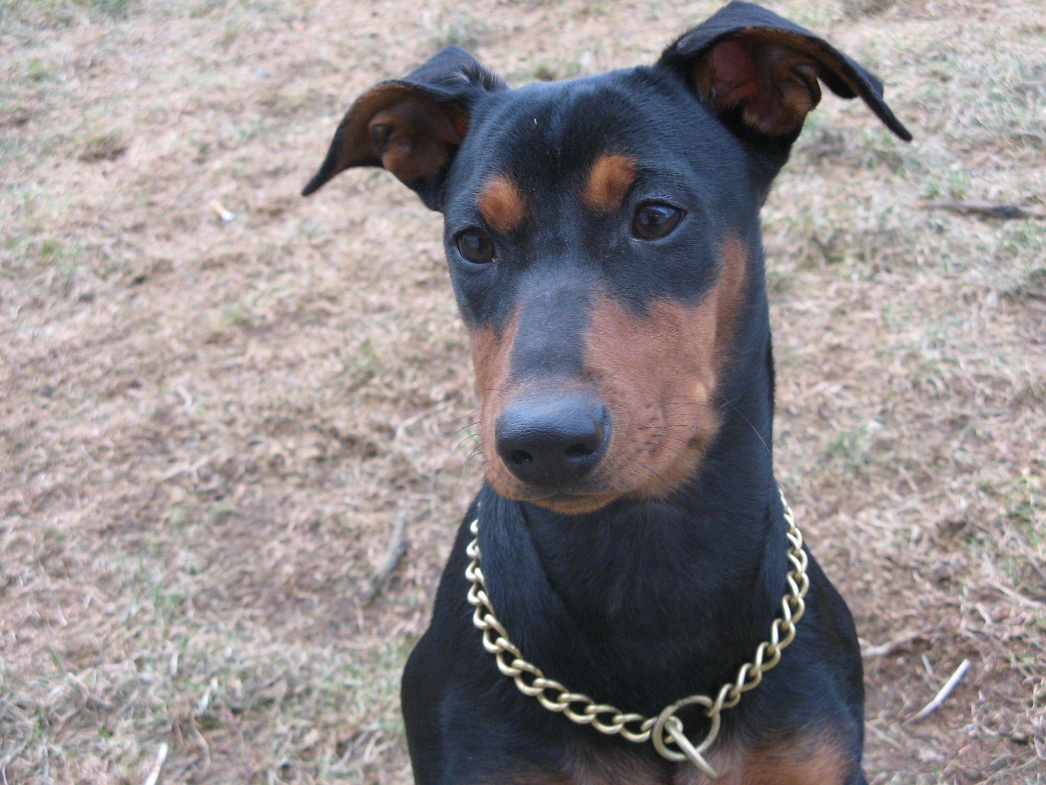 German Pinscher Wallpapers - Wallpaper Cave