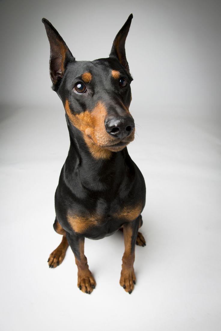 German Pinscher Wallpapers - Wallpaper Cave