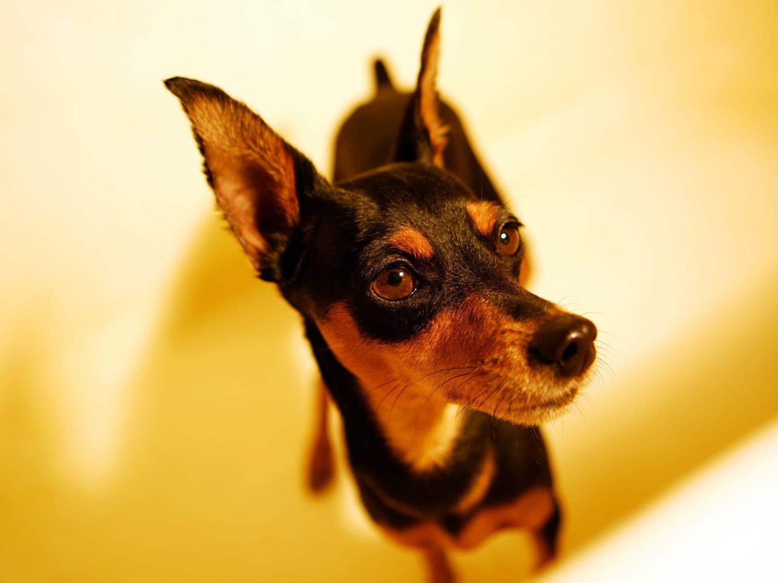 German Pinscher Wallpapers - Wallpaper Cave