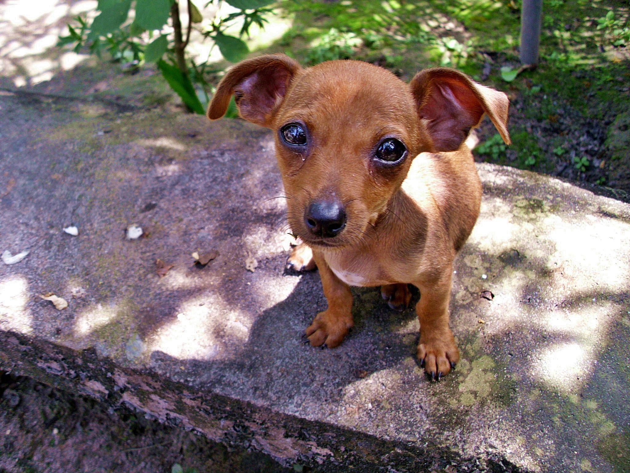 German Pinscher Wallpapers - Wallpaper Cave