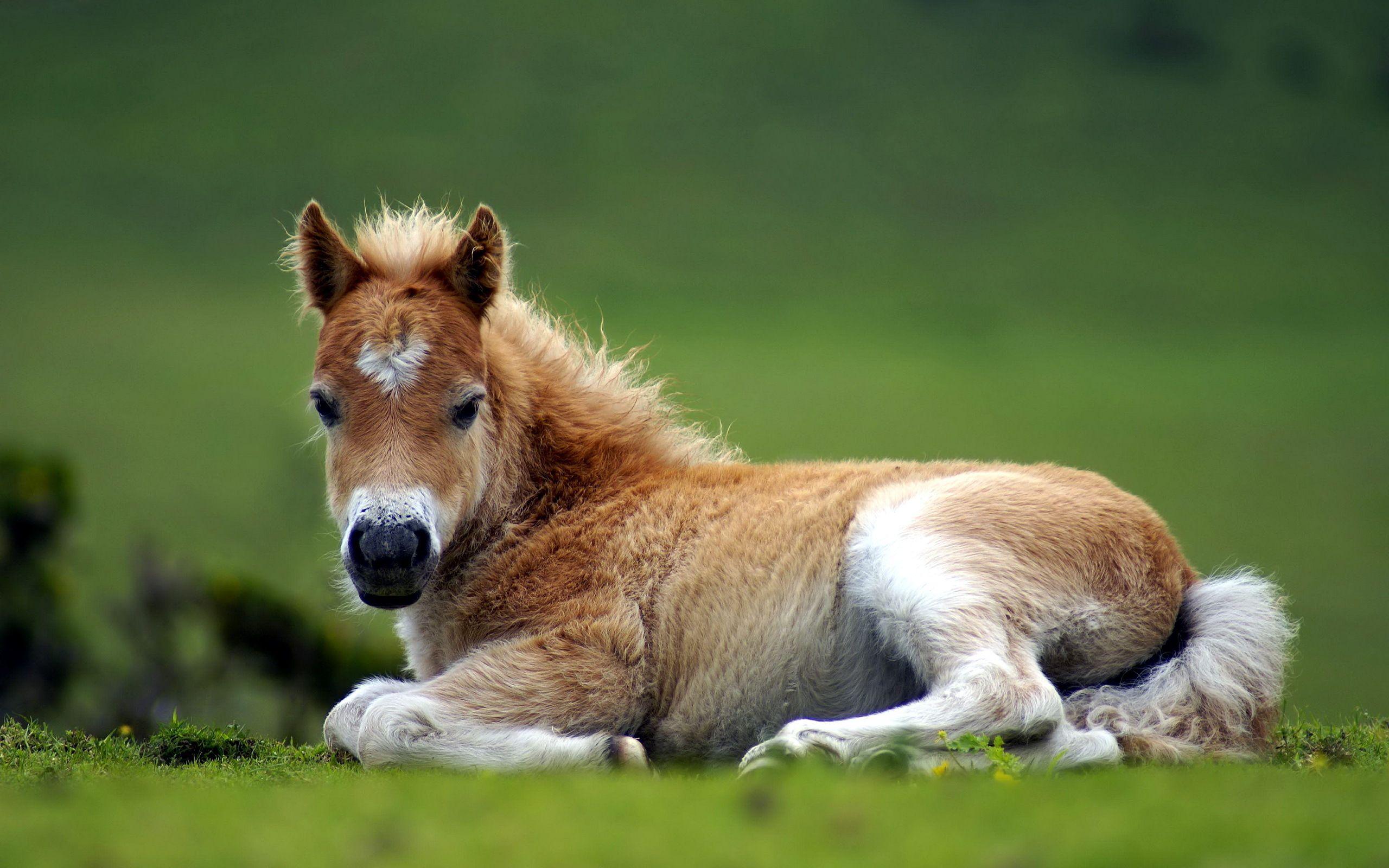 Baby Horse Background