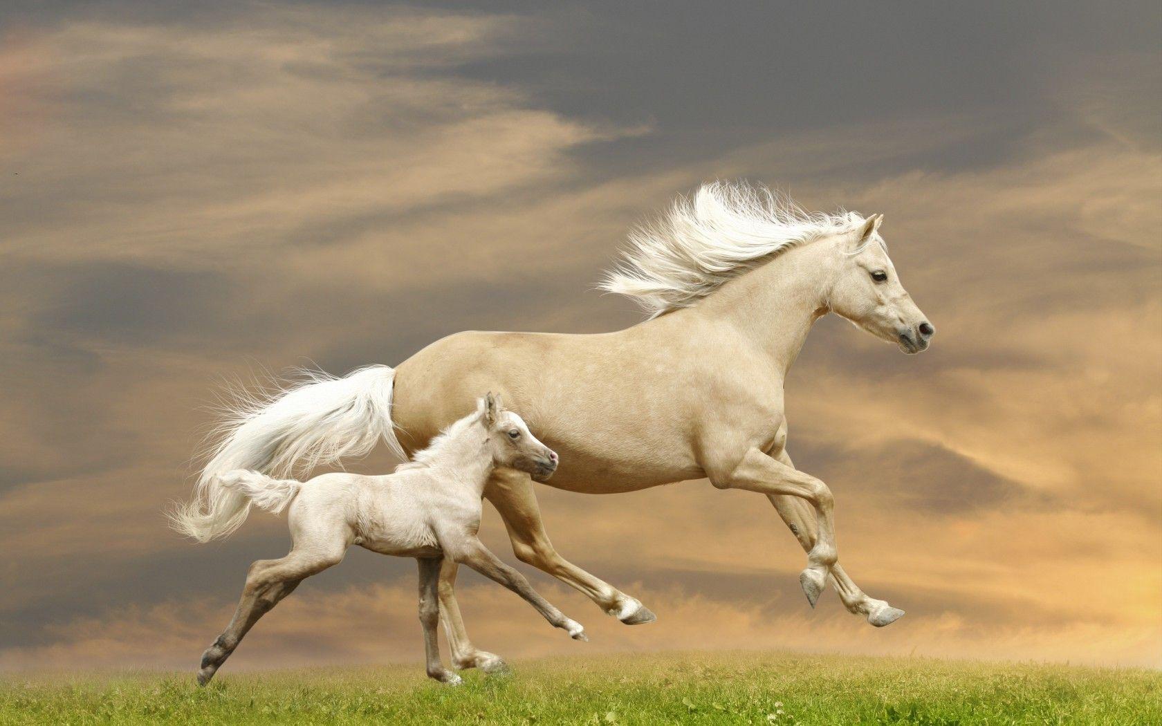 white baby horses playing
