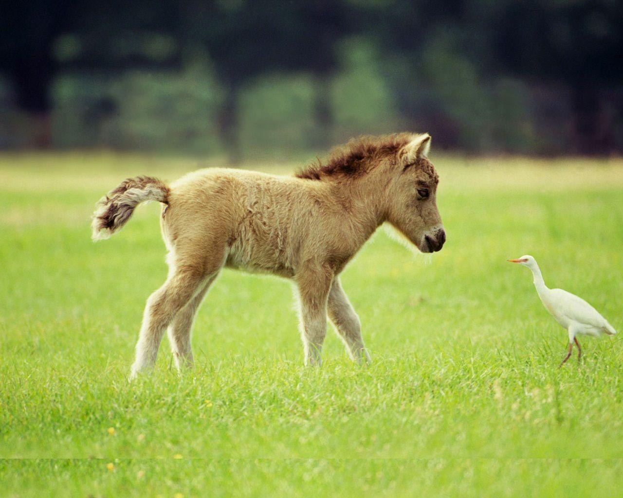 Mini Baby Horses