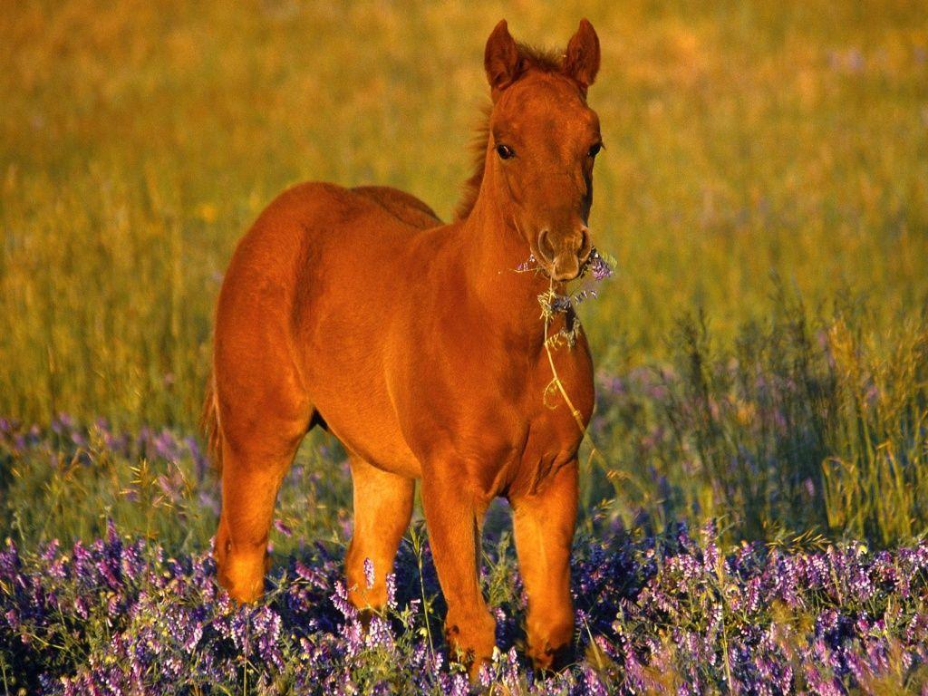 A Horse Of Course, And Rabbits Too: Picture of baby horses