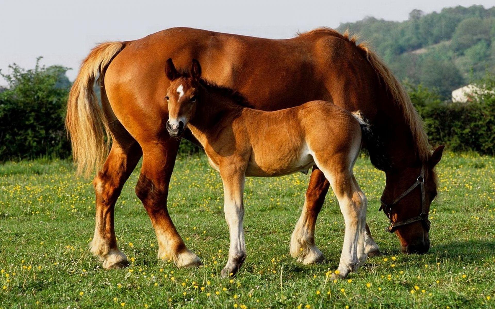 Baby Horse Picture, Facts, Feeding and Training