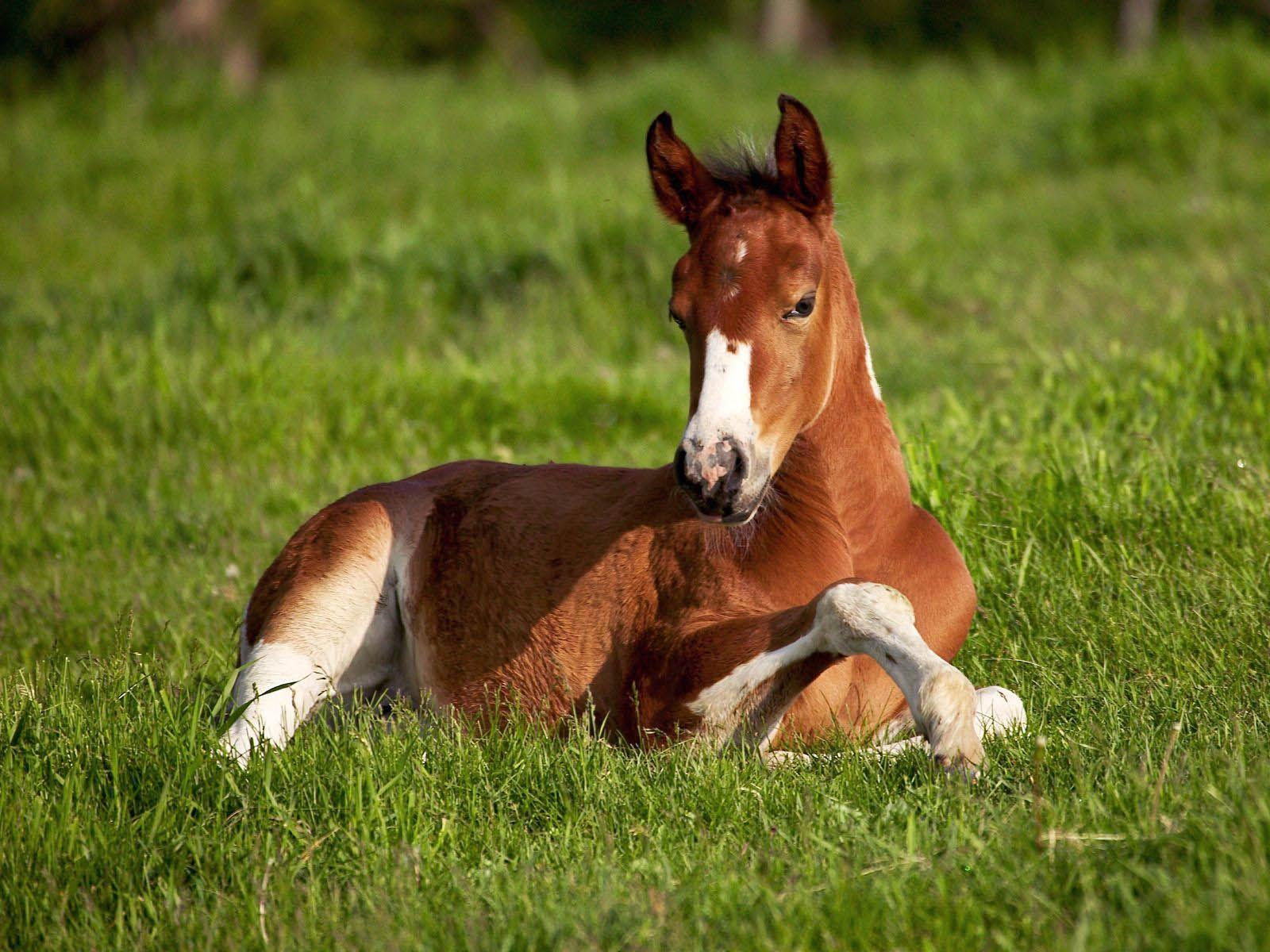 Baby horse on WallpaperMade
