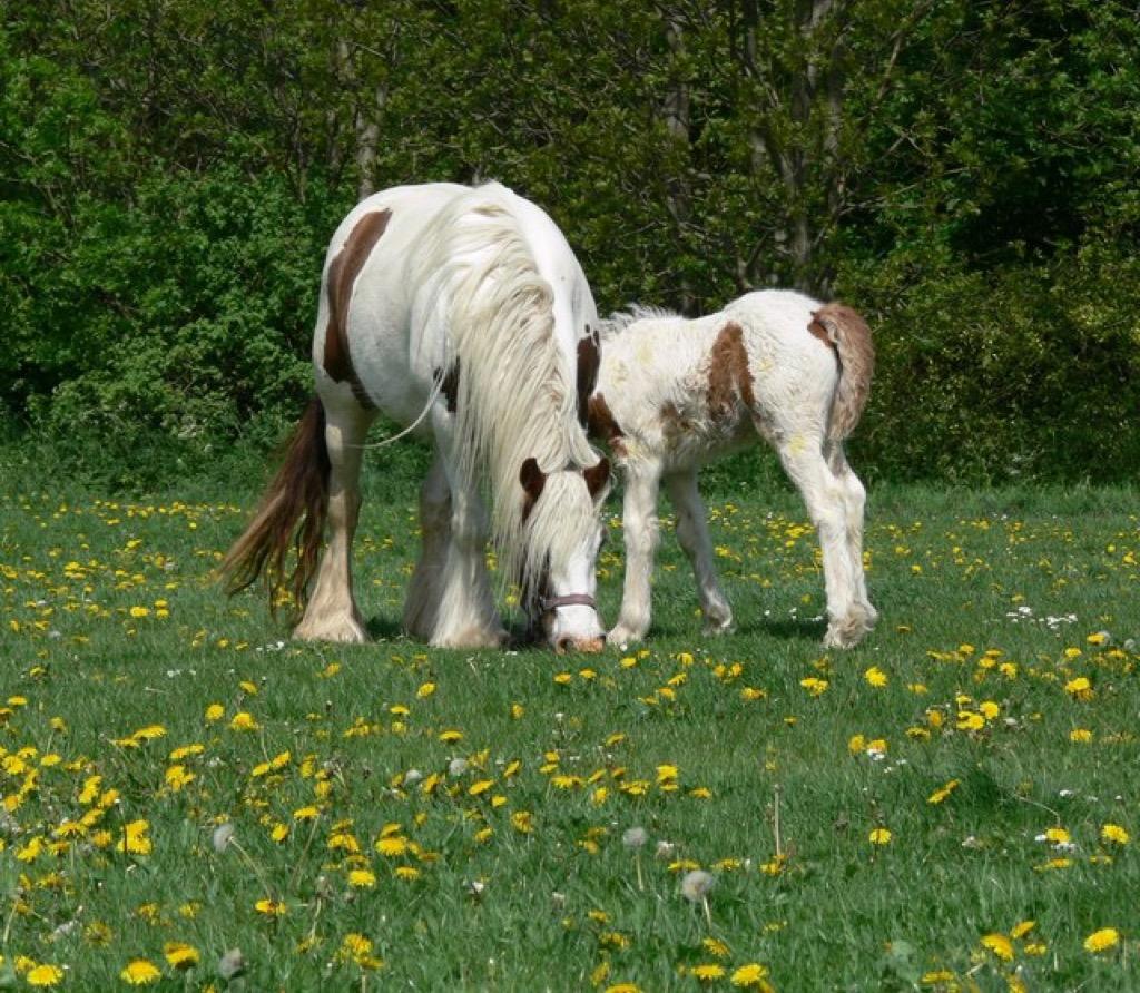 Baby Horses Wallpaper Image Apps on Google Play