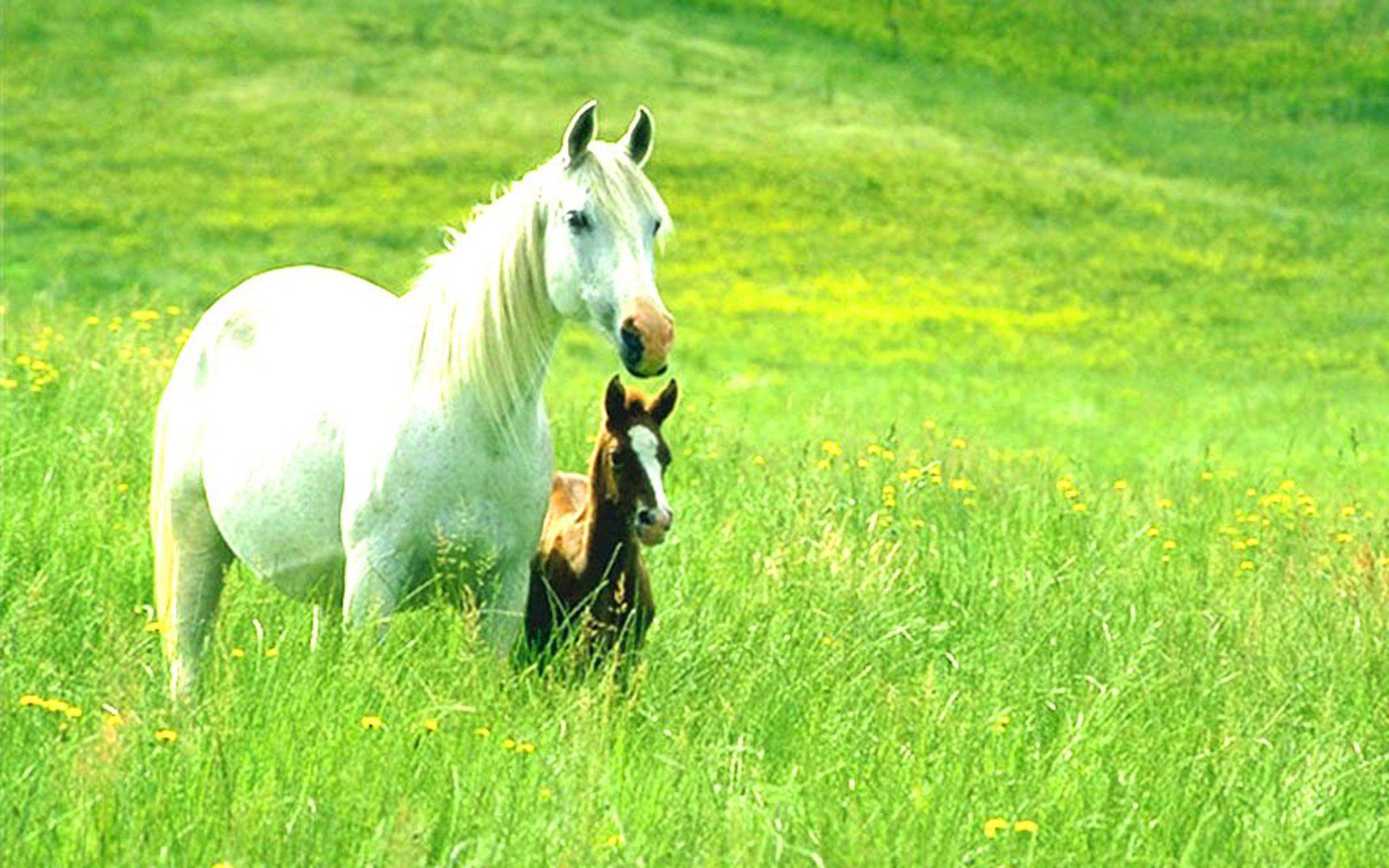 Green green grass of home. All About Horses. Horse