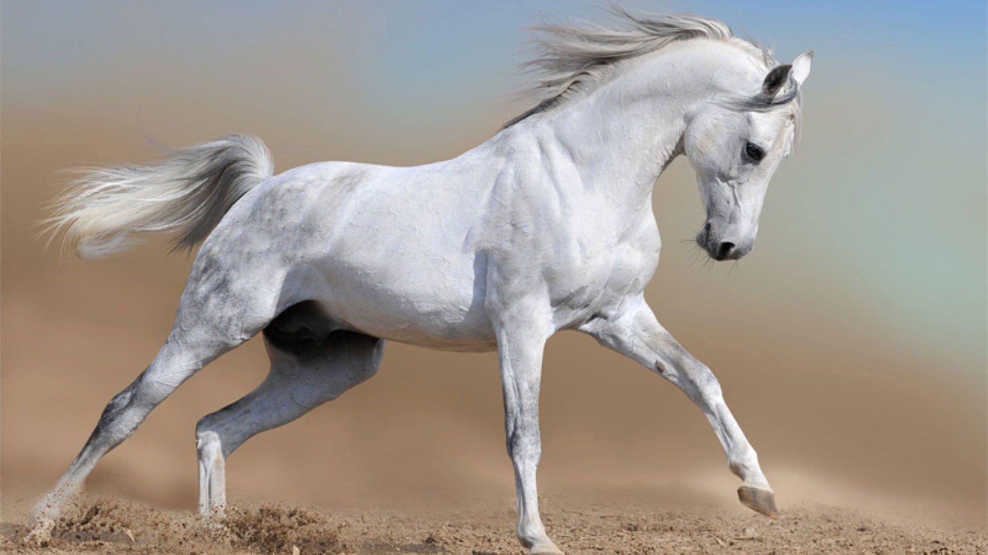 Baby White Horses