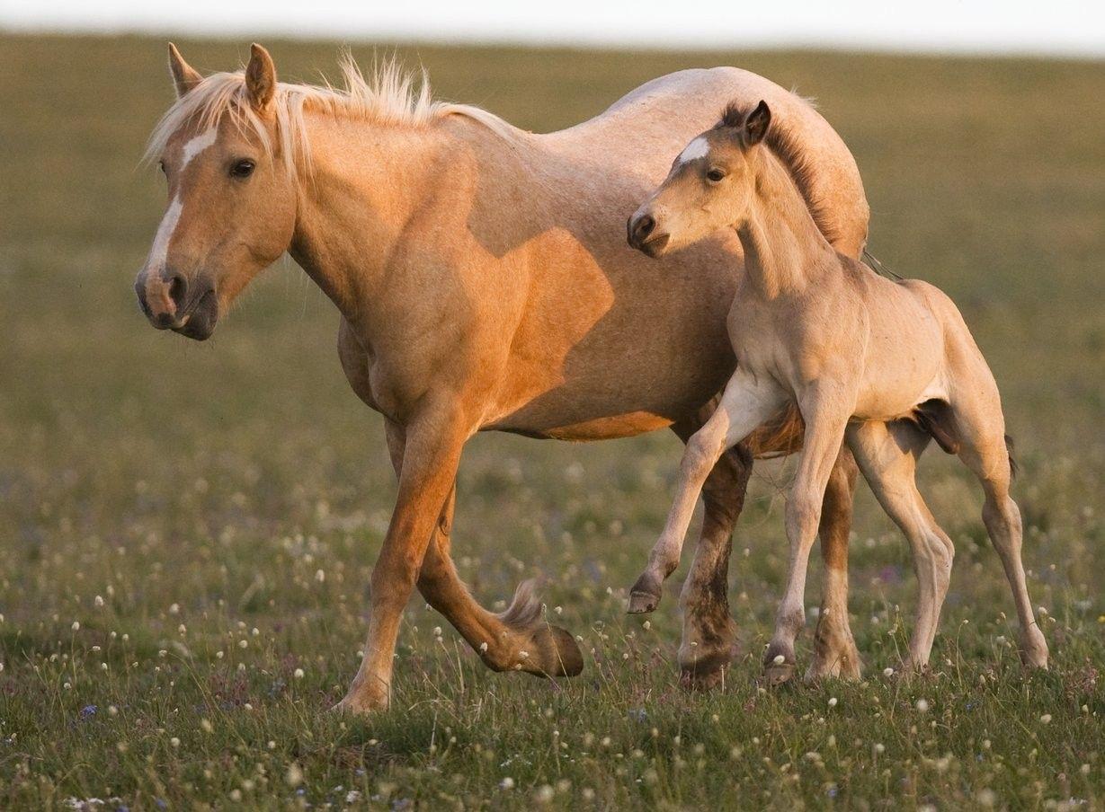 Wild Baby Horses Colts Foals Grass Mare Animals Stallion Horse