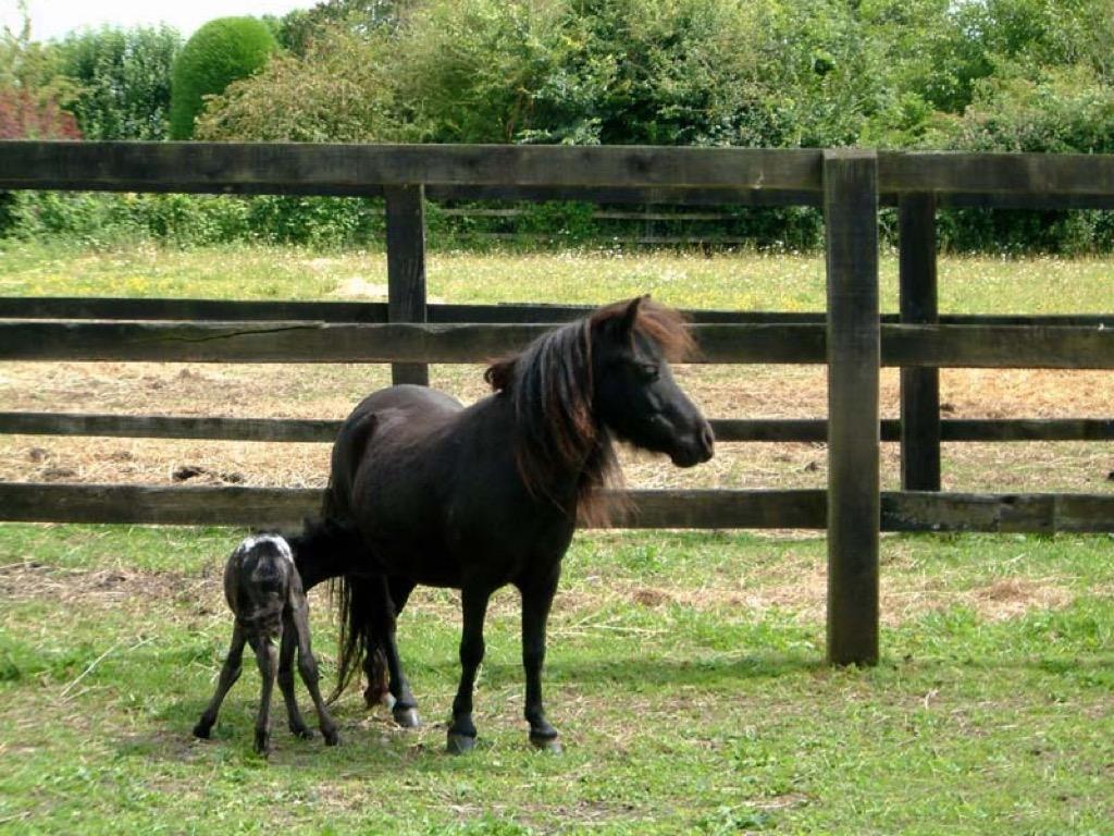 Baby Horses Wallpaper Image Apps on Google Play