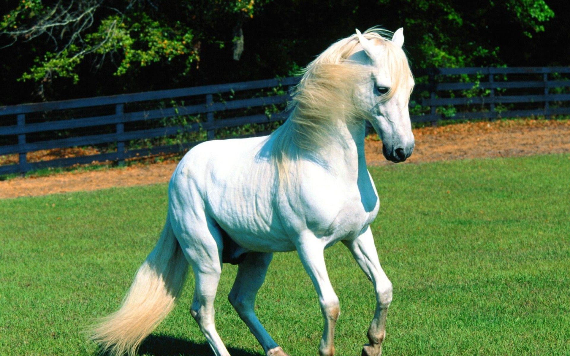 Beautiful White Horse Wallpaper HD 07659