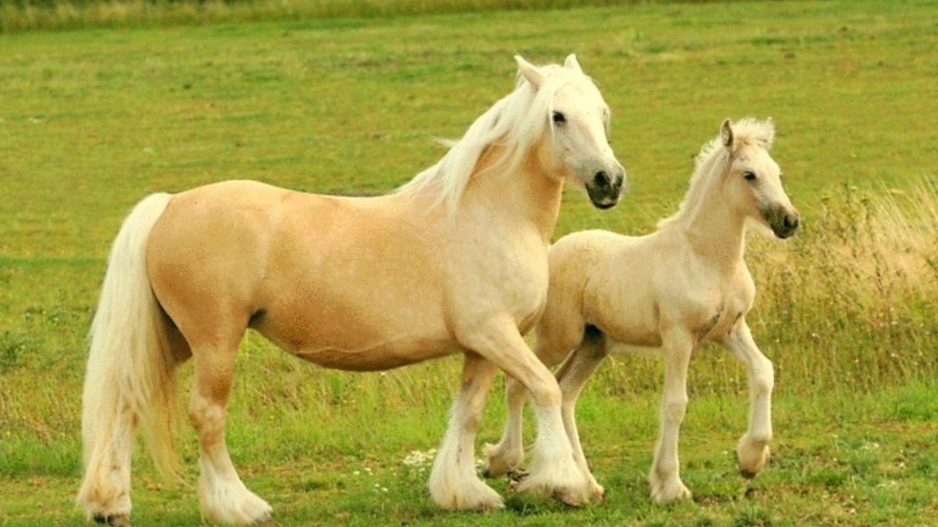 Horses: Animals Nature Hispanic Ponies Horses Black Arabian