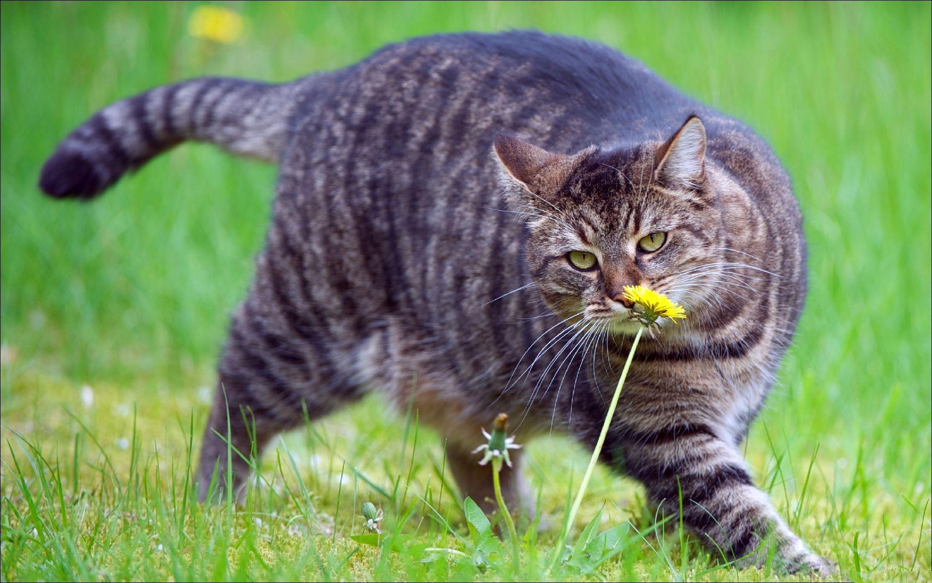 Fat cat sniffing a flower wallpaper and image