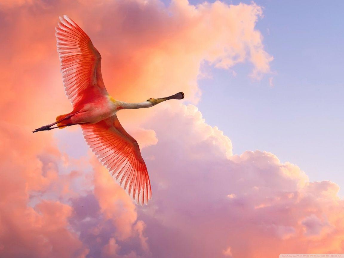 Beautiful Birds Flying ❤ 4K HD Desktop Wallpaper for 4K Ultra HD