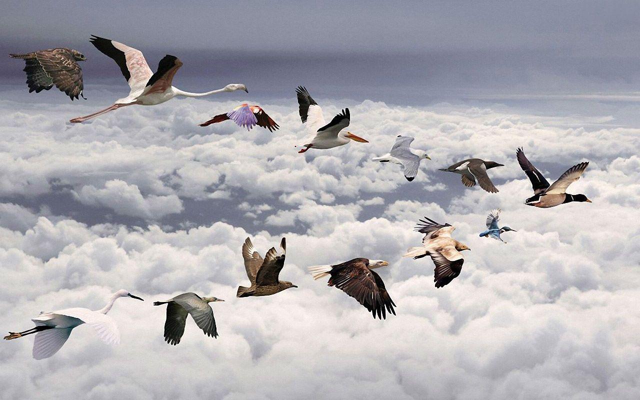 Flying Birds Desktop HD Wallpaper 11671