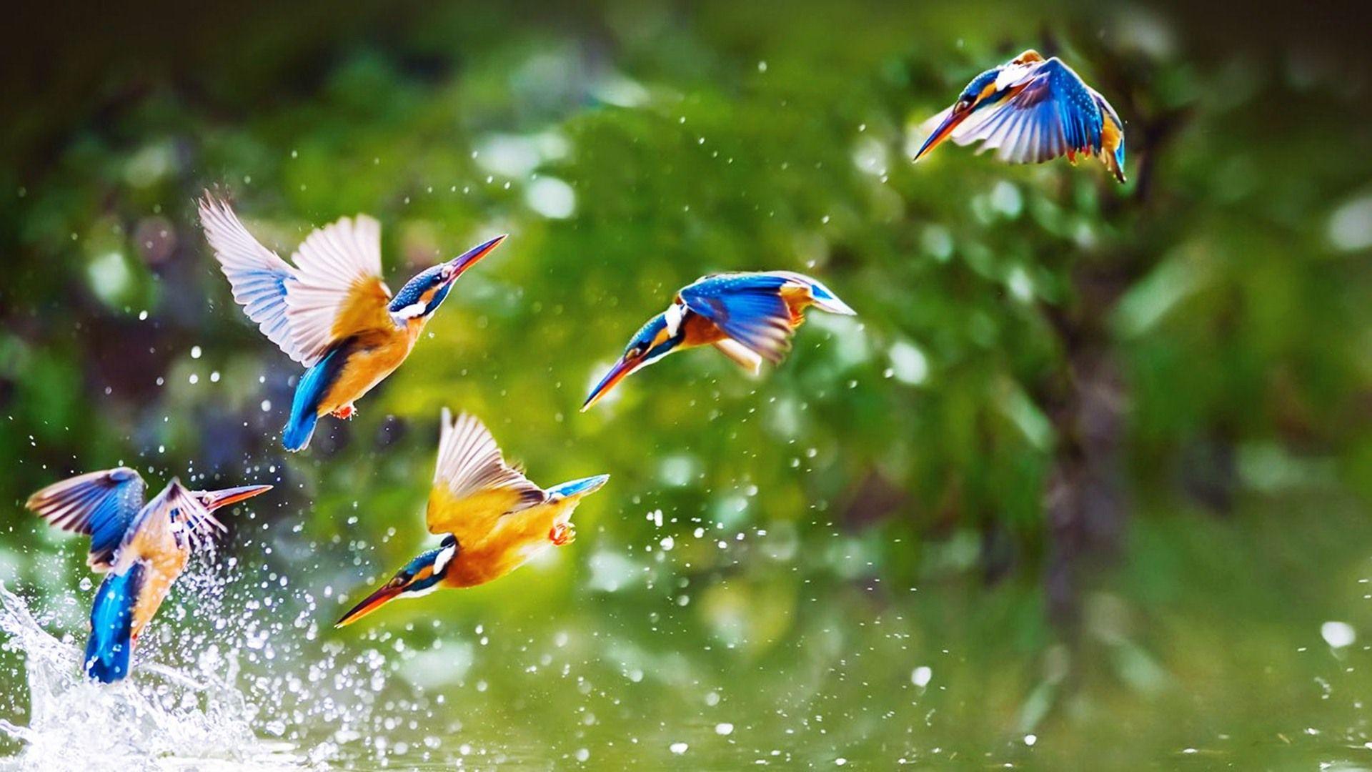 Beautiful Bird Flying Wallpaper