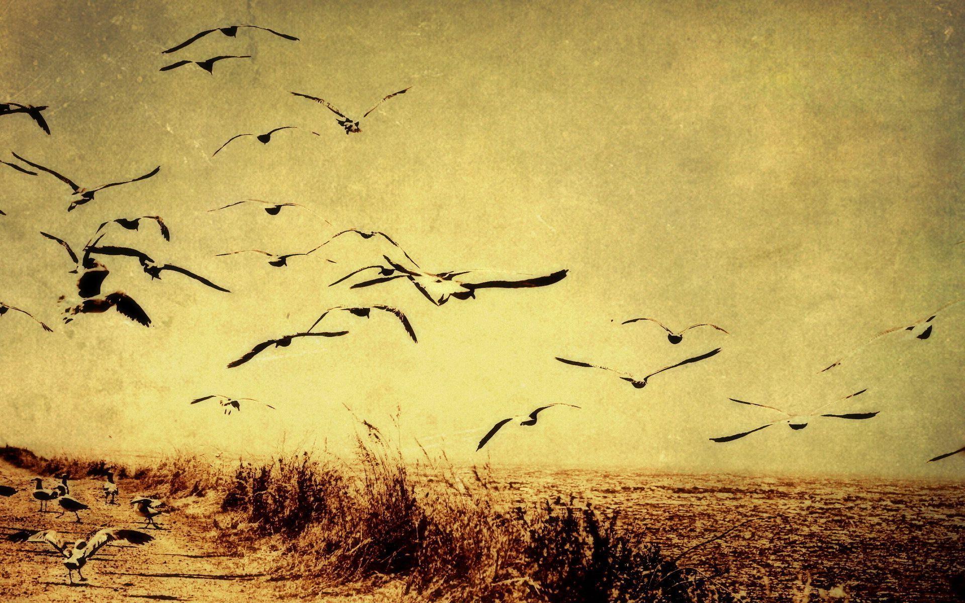 Flying Birds Wallpaper, Awesome Flying Birds Picture