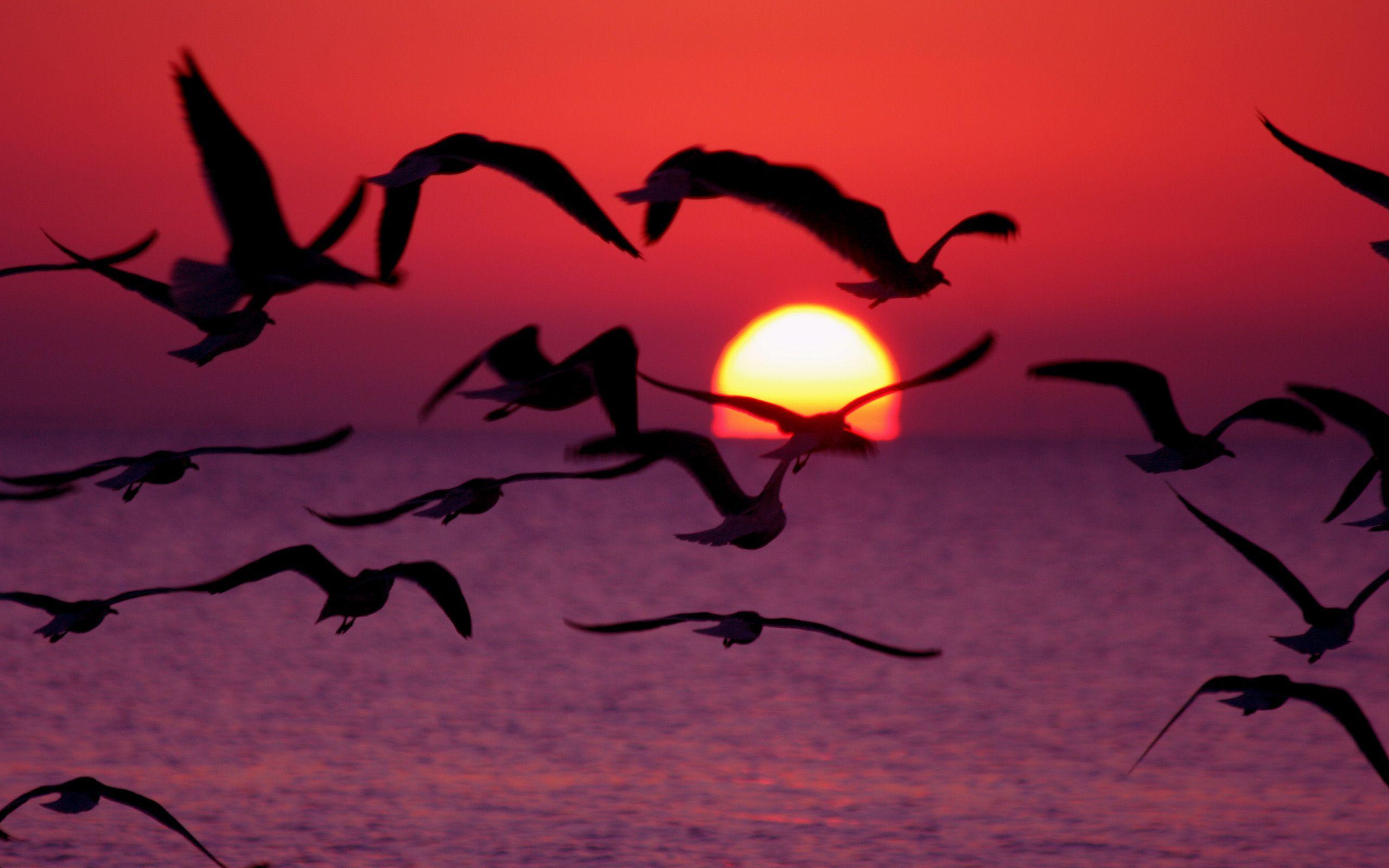 Sunrise with flying Birds. Free Desktop Wallpaper for Widescreen