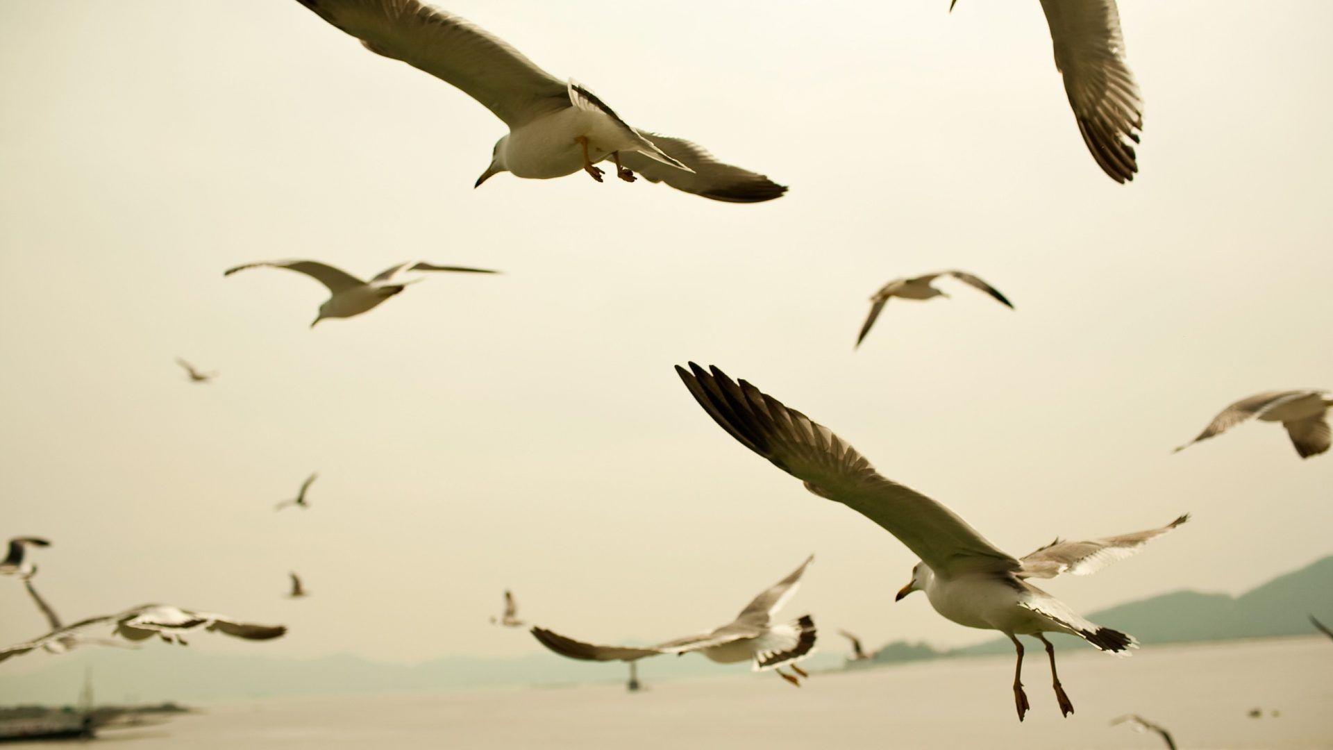 Seagulls Tag wallpaper: Seagulls Lighthouse Birds Nature