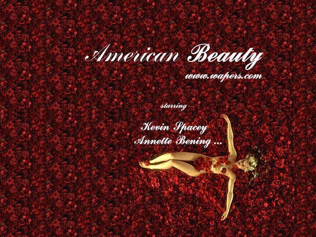 American Beauty. American Beauty 232 8 - American Beauty
