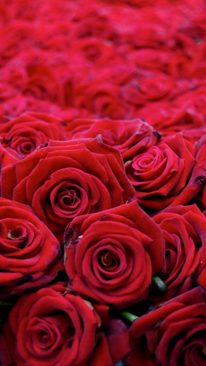 Download Wallpaper 720x1280 Roses, Flowers, Buds, Red, Many