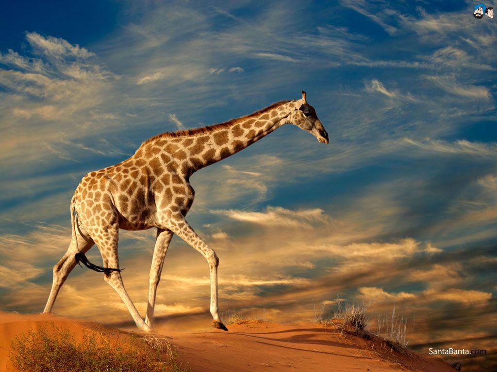 Giraffe HD Desktop Wallpaper