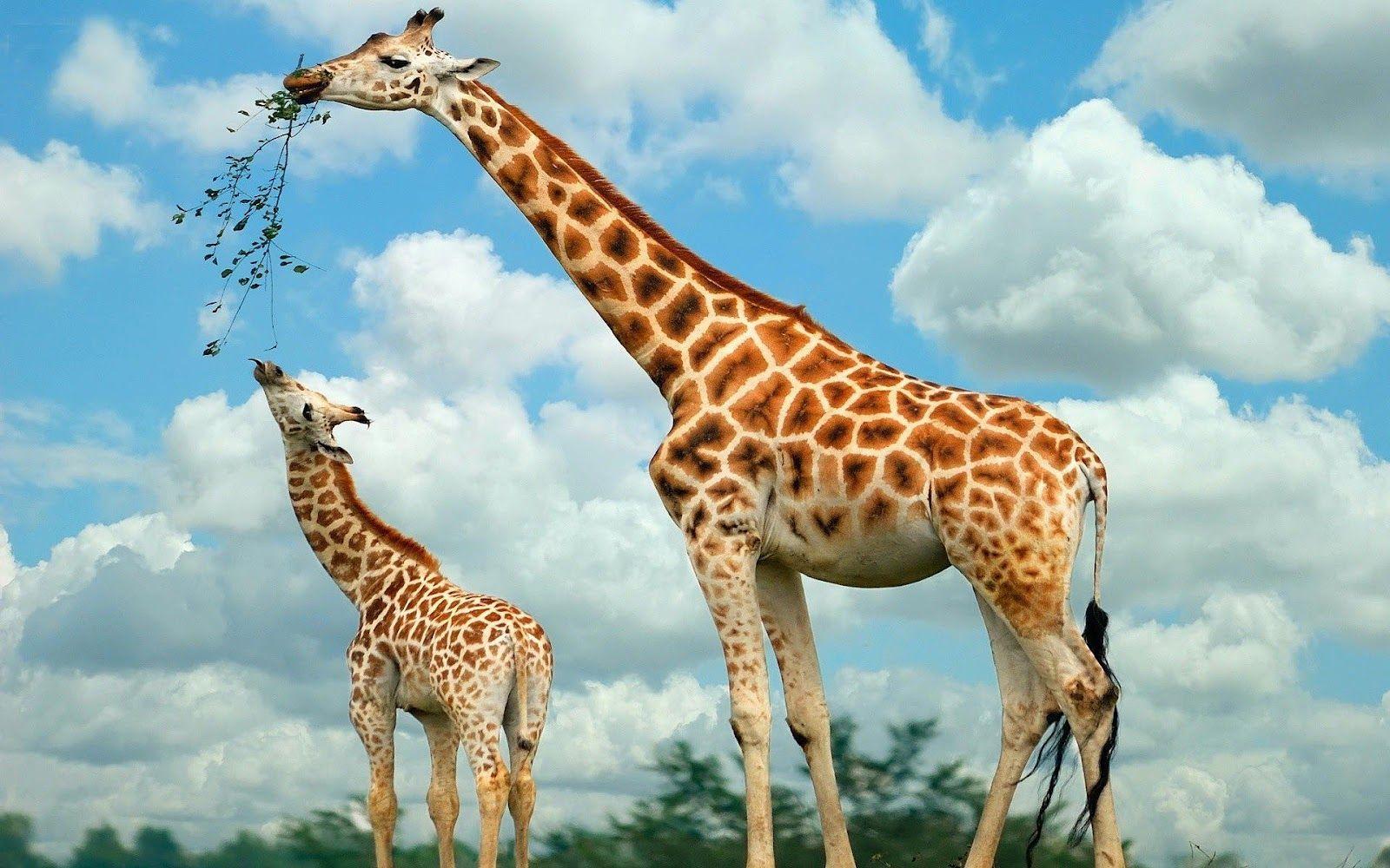 Picture of eating giraffes. HD Animals Wallpaper