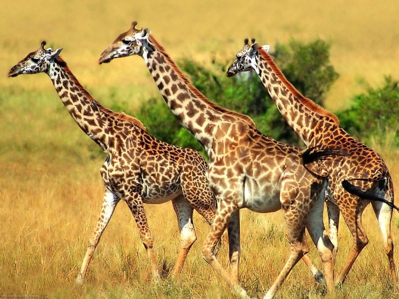 Super HD Wallpaper of Giraffe in Dry Jungle