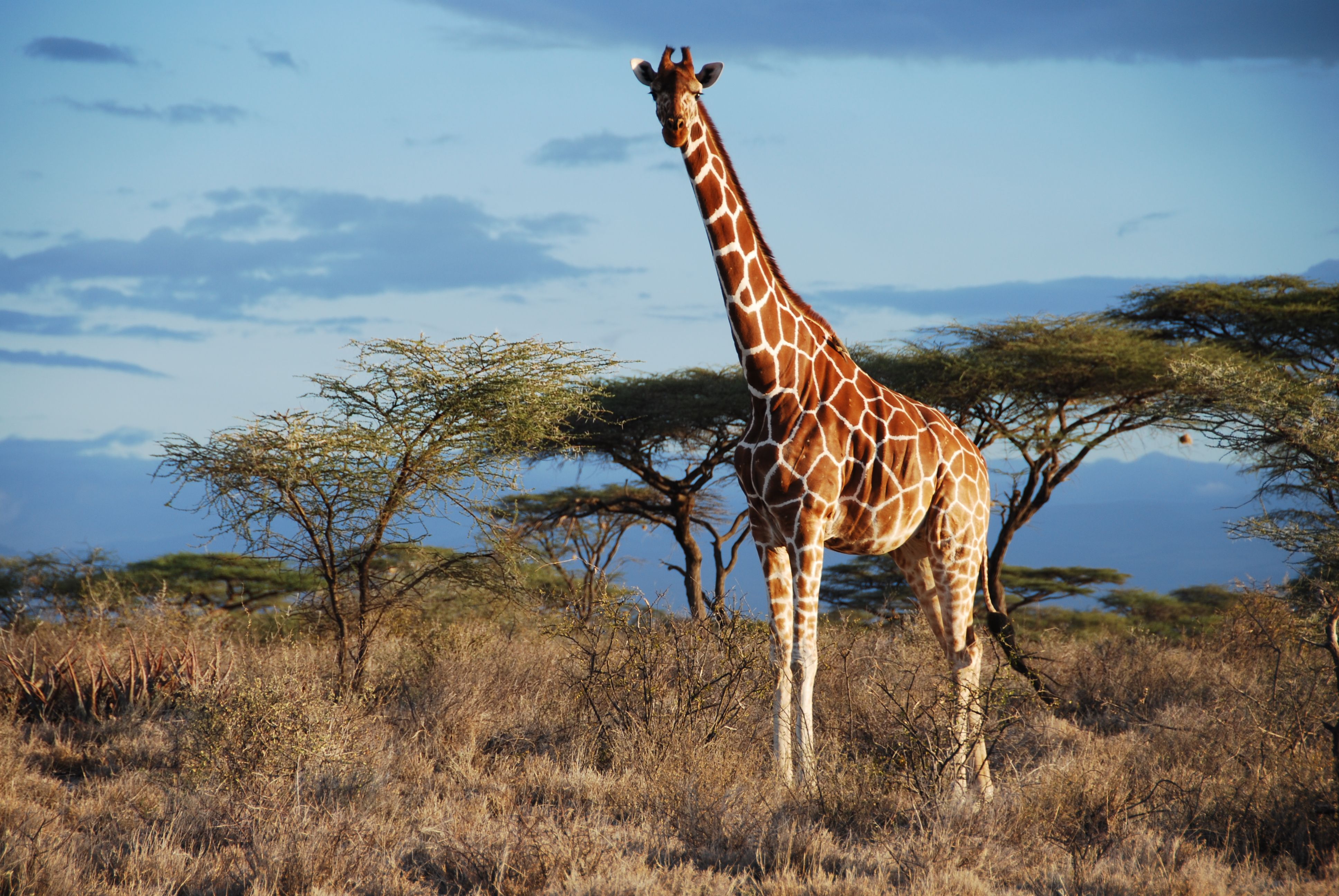 Самый высокий Жираф в мире в метрах