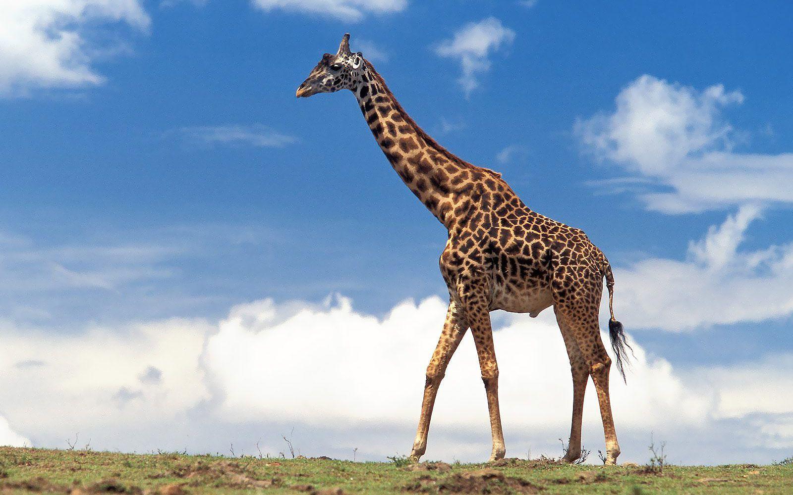Wallpaper of a huge walking giraffe. HD Animals Wallpaper