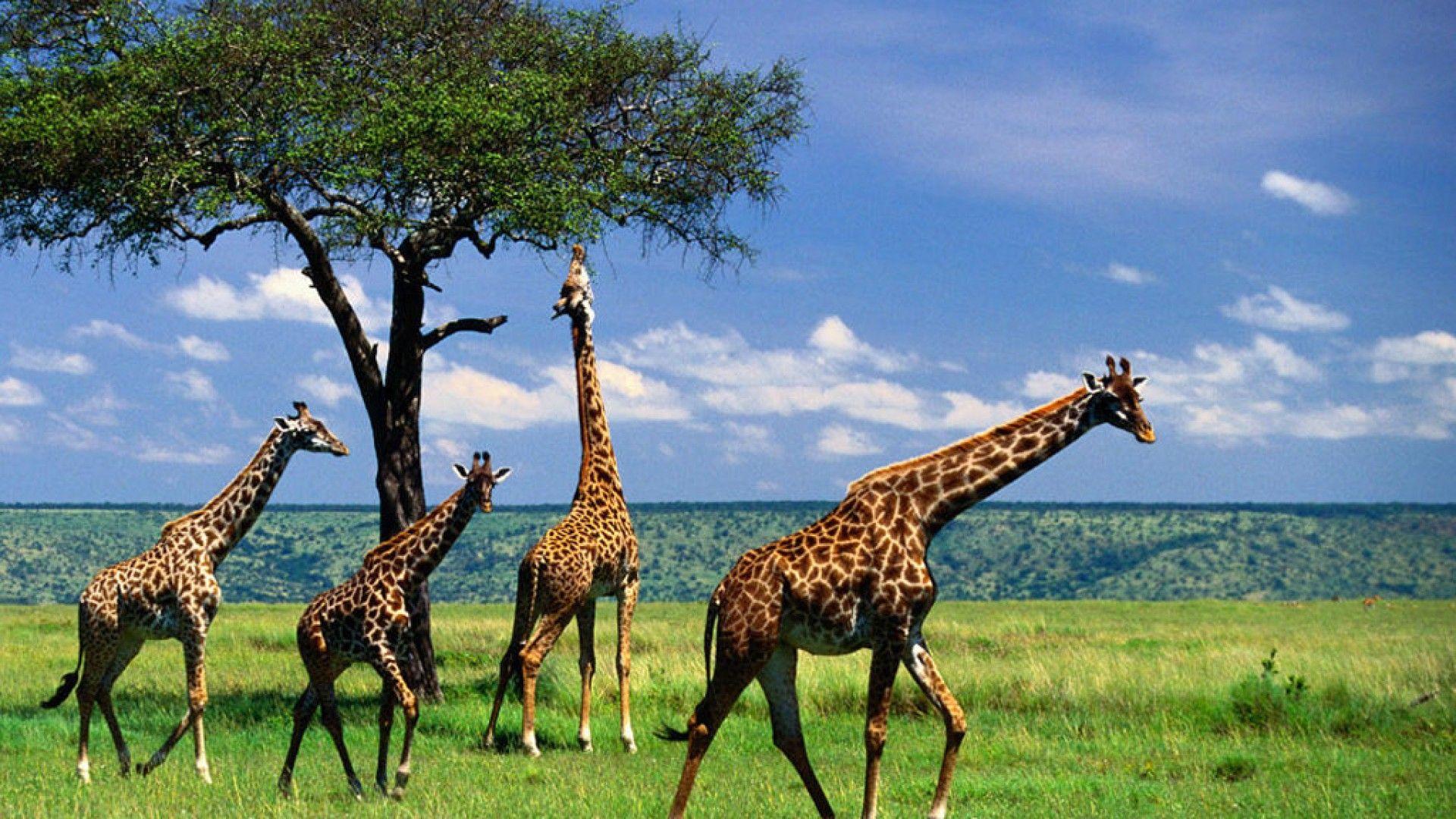 Giraffe HD Wallpaper Free Download