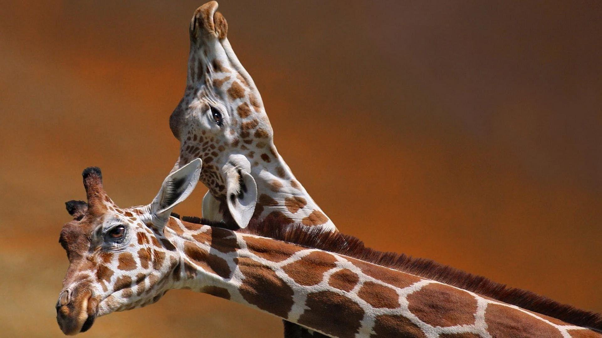 Giraffe Couple Animal High Quality HD Wallpaper