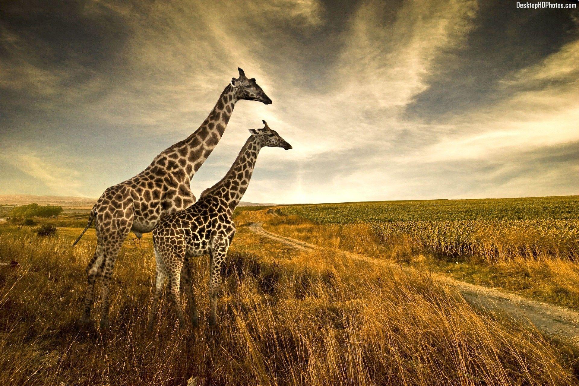 Giraffe HD Animals 4k Wallpapers Images Backgrounds Photos and Pictures