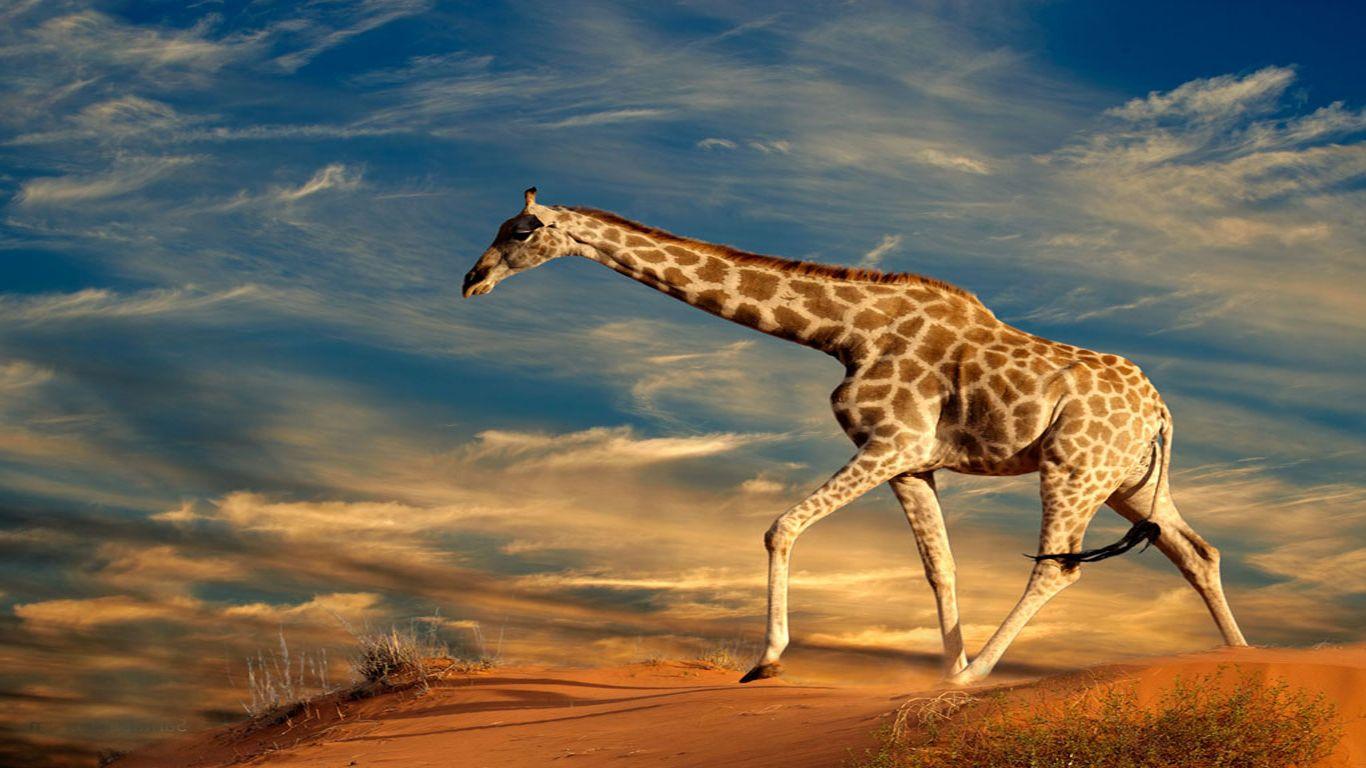 Giraffe HD Wallpaper Background Wallpaper 1366x768