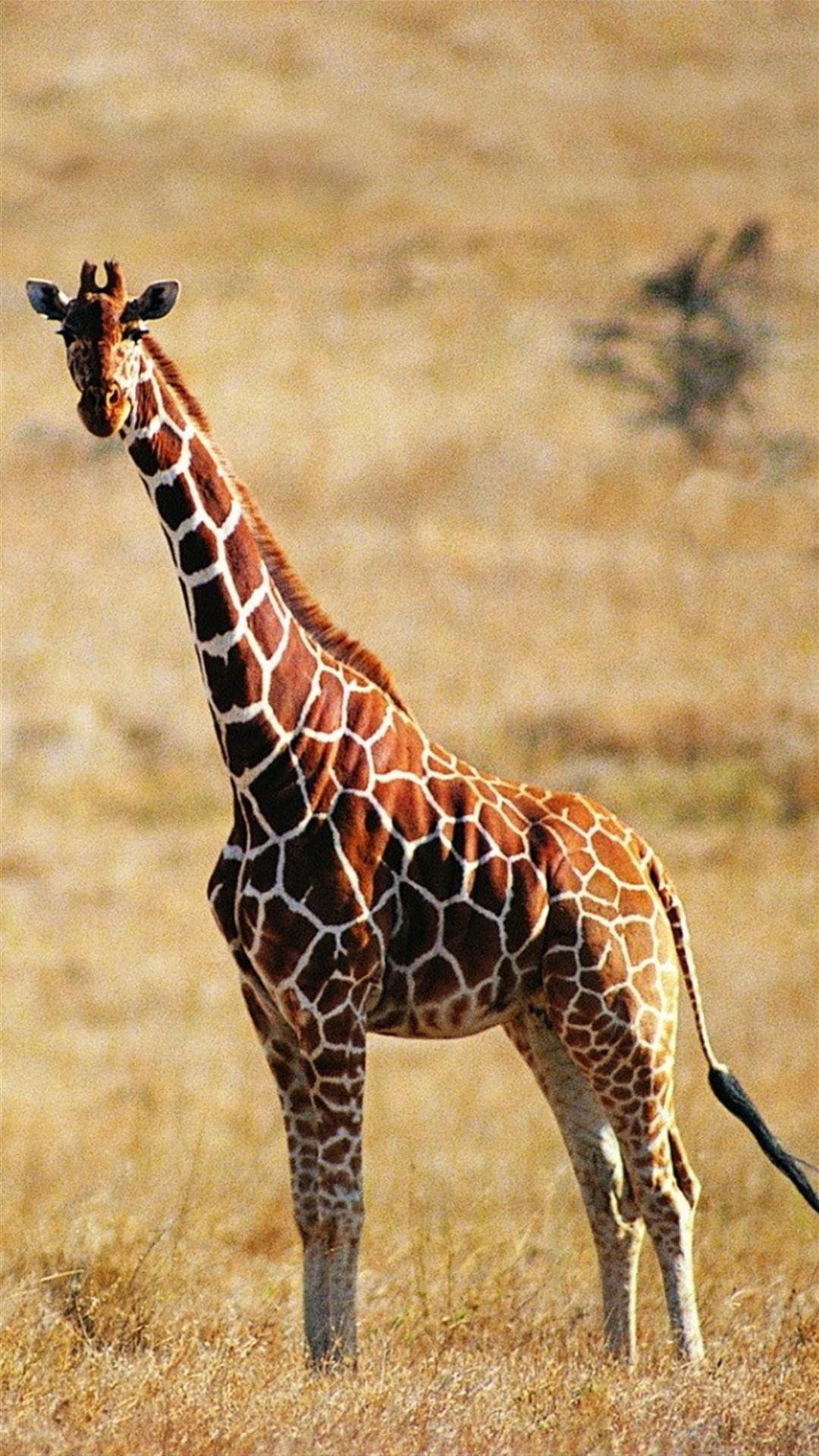 Kenyan Giraffe Romance Live Wallpaper - free download