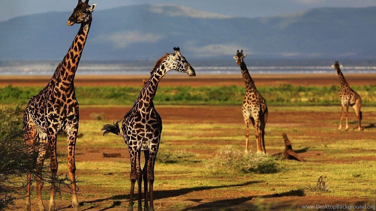 Giraffe HD Wallpaper Desktop Background