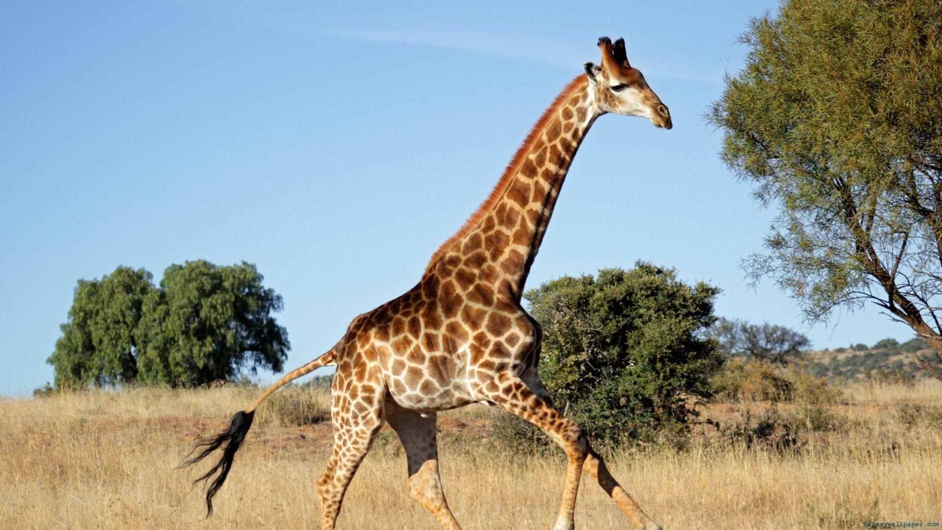 Wallpaper Of A Huge Walking Giraffe HD Giraffes Wallpapper Free