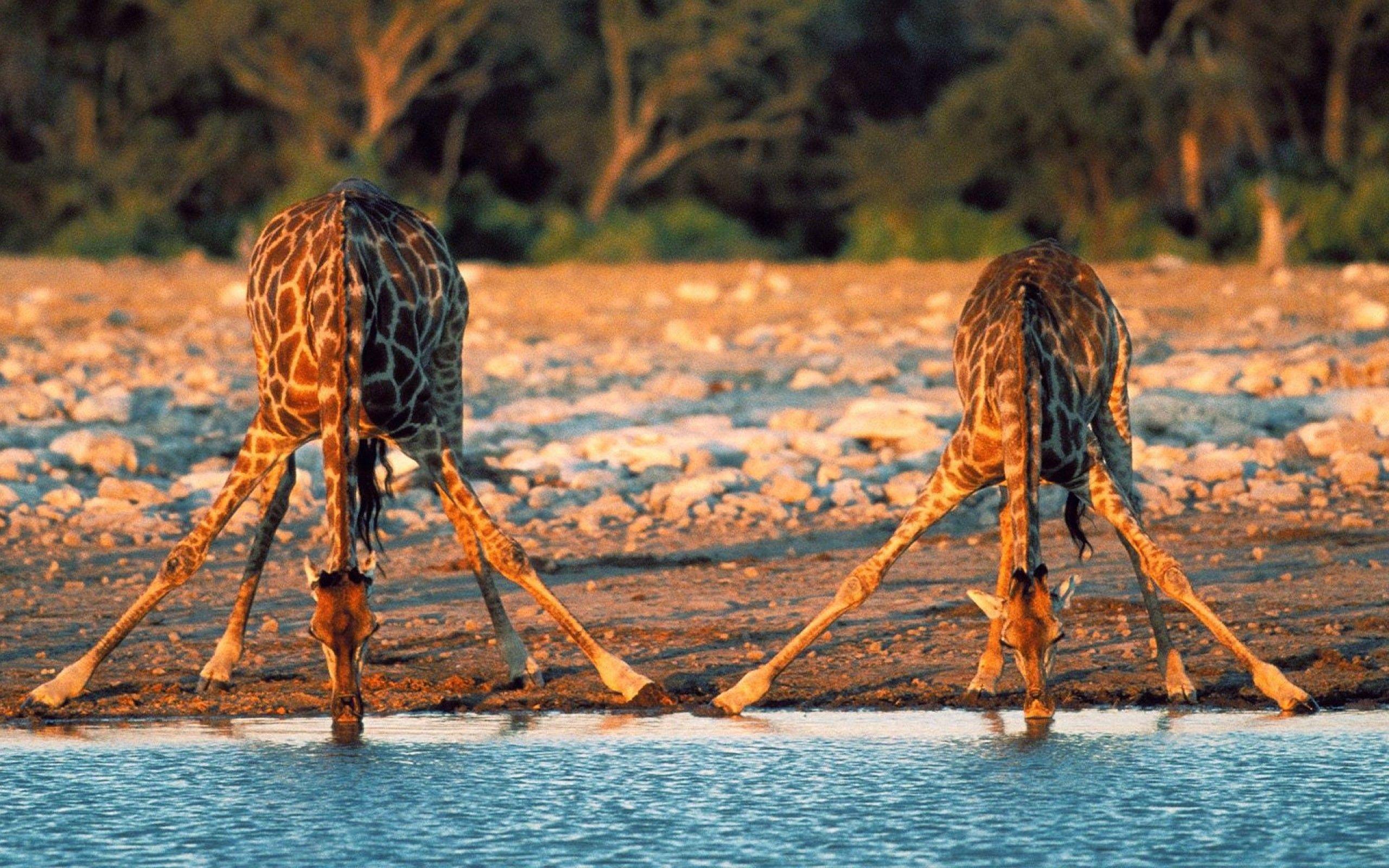 Nice HD Wallpaper of Giraffe Drinking Water