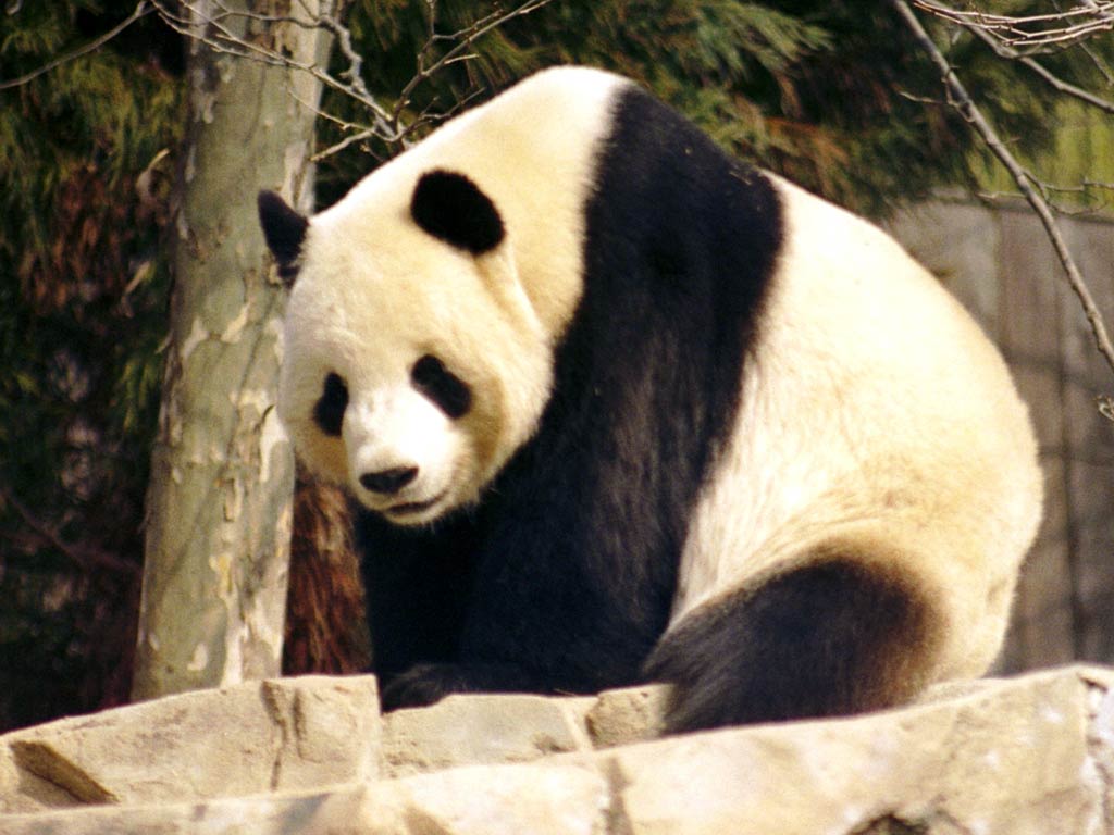 Giant Panda Wallpaper and background