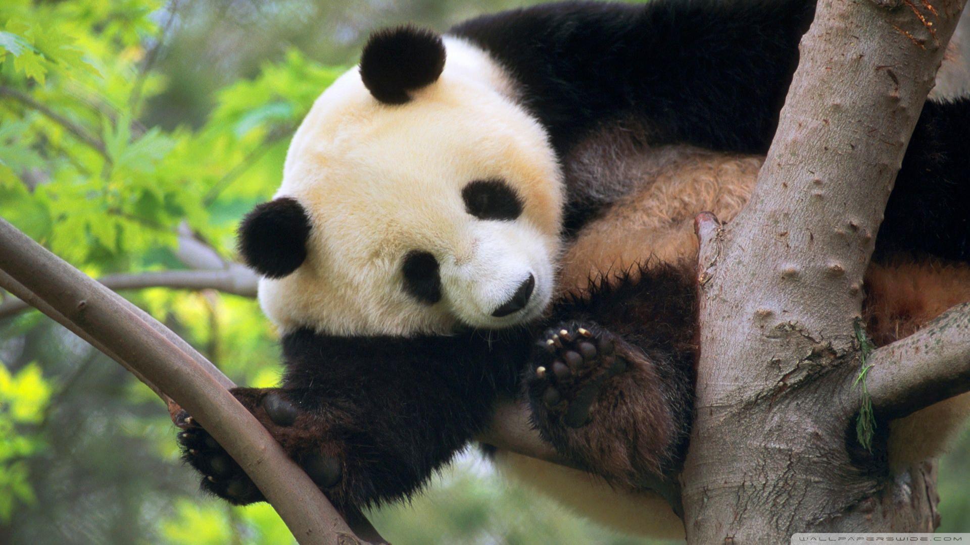 Giant Panda In A Tree ❤ 4K HD Desktop Wallpaper for 4K Ultra HD