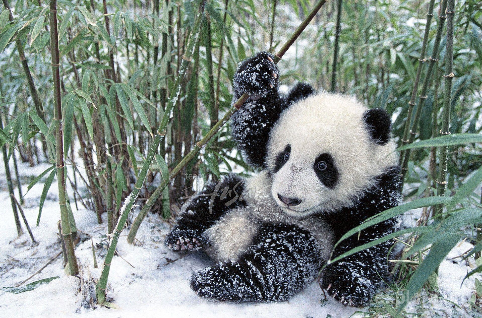 Panda Cubs in Snow